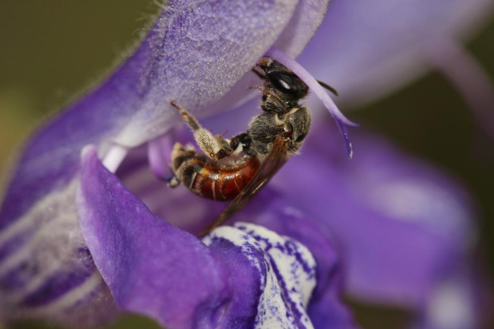  Lasioglossum elegans (Lepeletier, 1841)