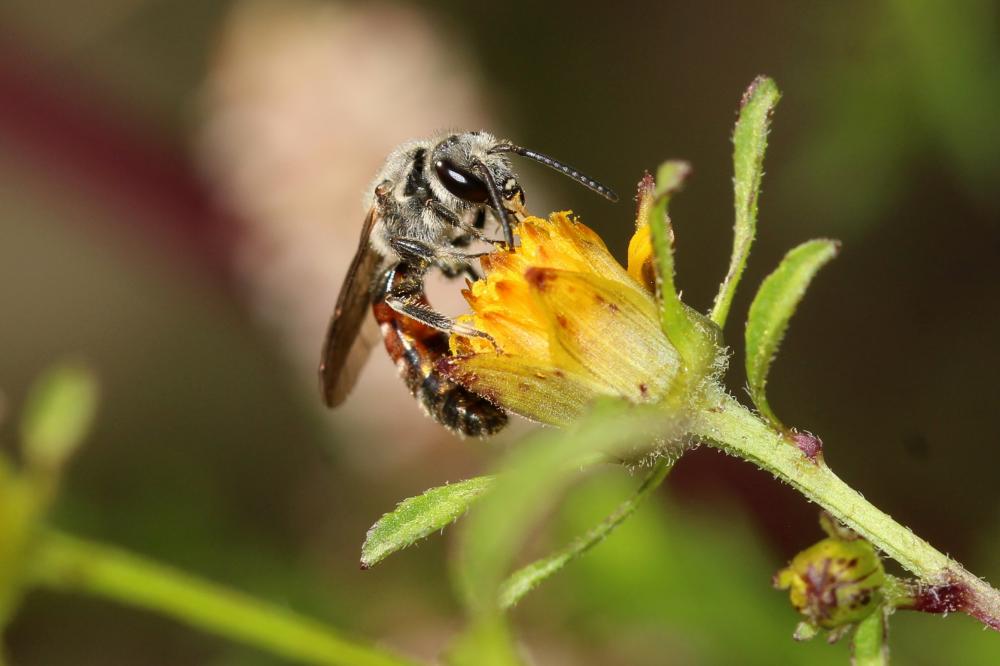  Lasioglossum nigripes (Lepeletier, 1841)