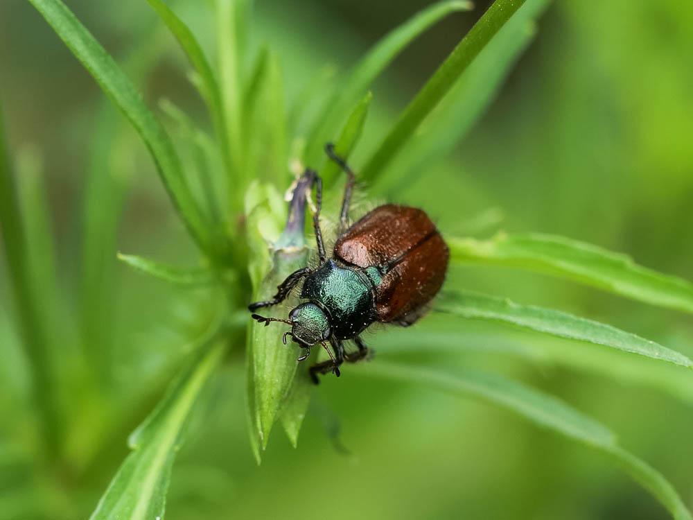 Hanneton des jardins Phyllopertha horticola (Linnaeus, 1758)