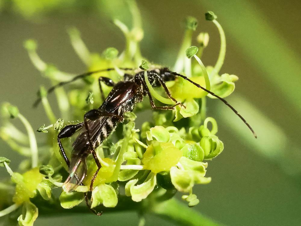 Sténoptère noir Stenopterus ater (Linnaeus, 1767)