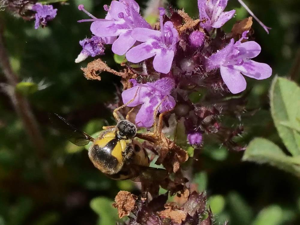  Cyrtus gibbus (Fabricius, 1794)