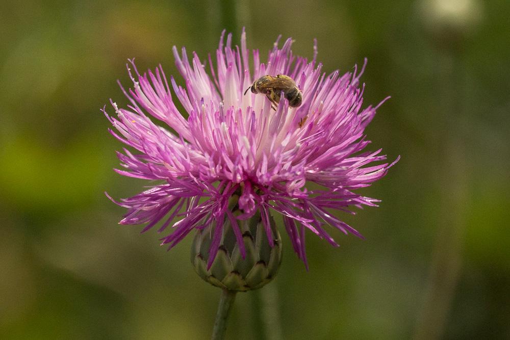 Le  sp. Lasioglossum Curtis, 1833 sp.