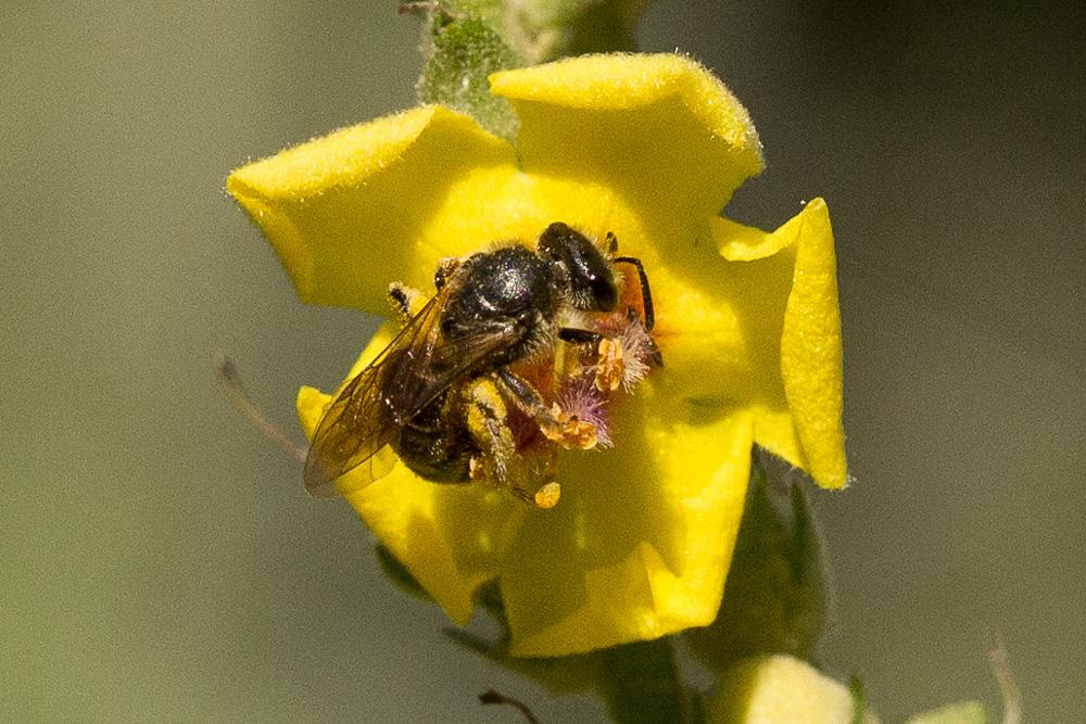 Le  sp. Lasioglossum Curtis, 1833 sp.