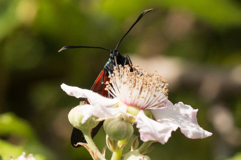 Zygène transalpine (La) Zygaena transalpina (Esper, 1780)