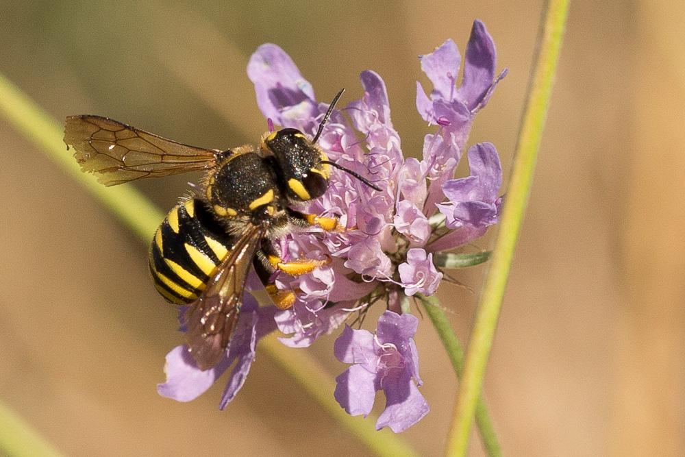  Trachusa interrupta (Fabricius, 1781)