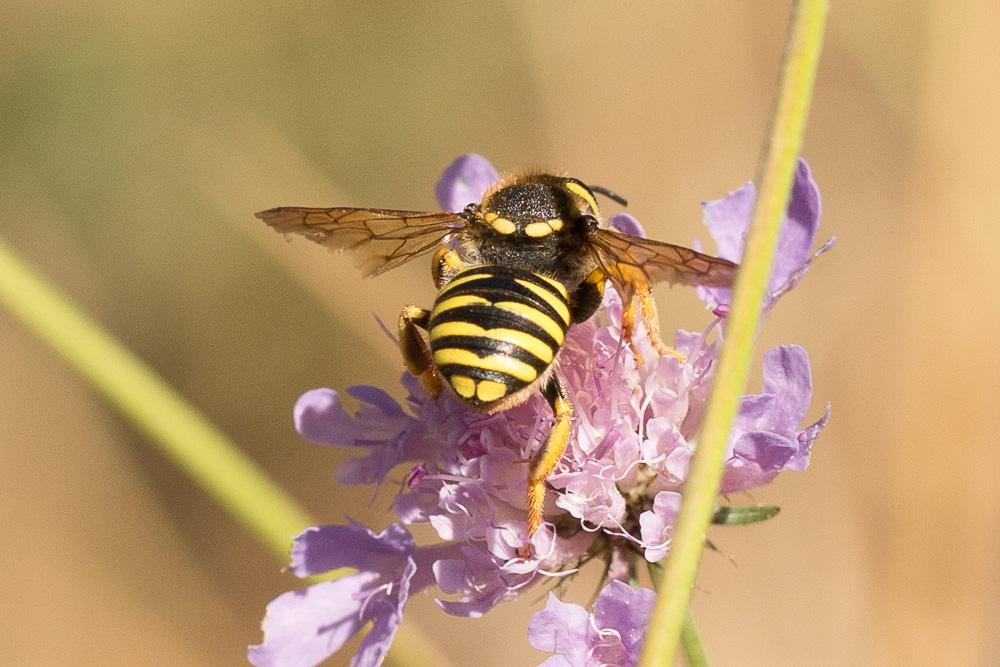  Trachusa interrupta (Fabricius, 1781)