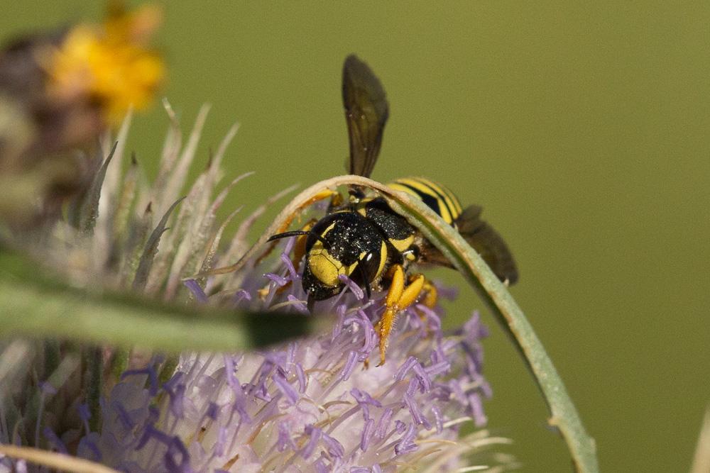  Trachusa interrupta (Fabricius, 1781)