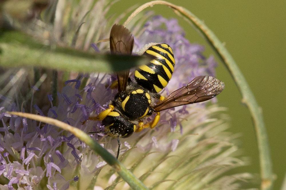  Trachusa interrupta (Fabricius, 1781)