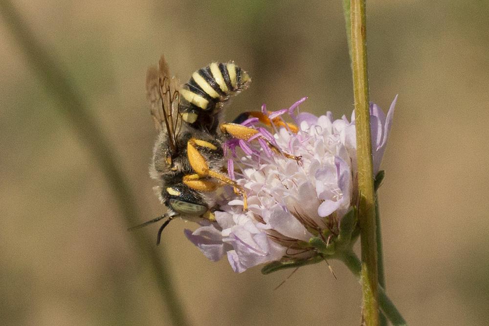 Le  Trachusa integra (Eversmann, 1852)