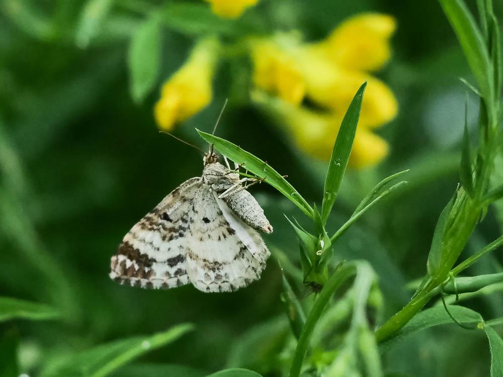 Acidalie hardie (L') Scopula immorata (Linnaeus, 1758)