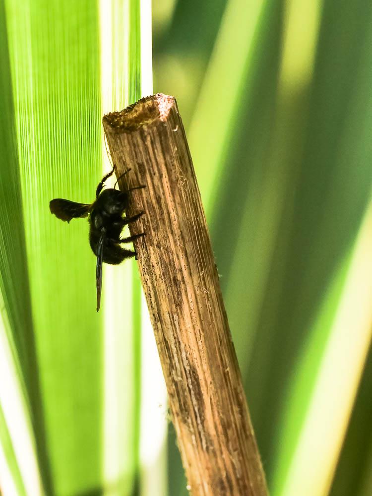 Xylocope irisé Xylocopa iris (Christ, 1791)