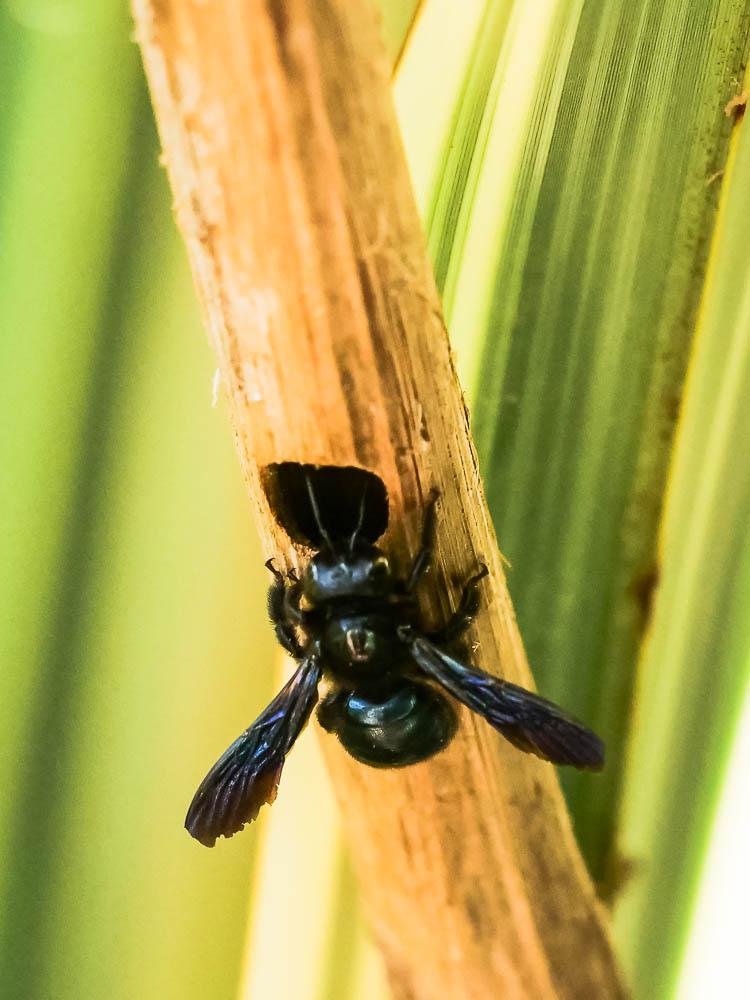 Xylocope irisé Xylocopa iris (Christ, 1791)