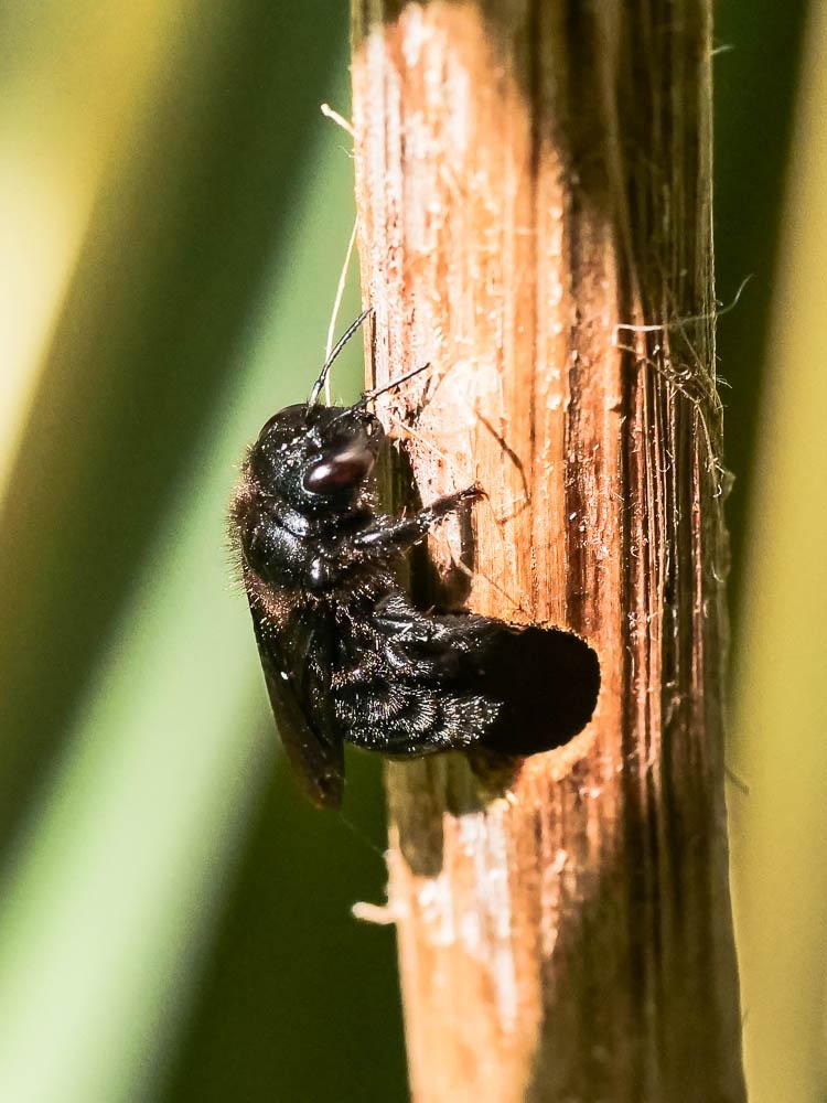 Xylocope irisé Xylocopa iris (Christ, 1791)