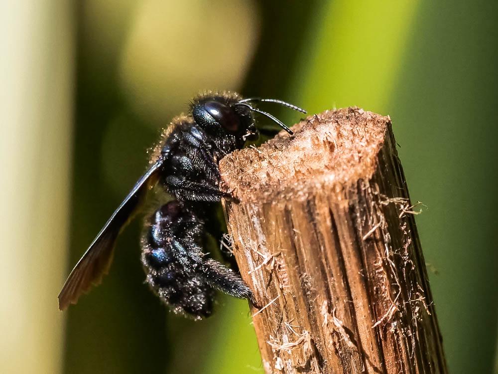 Xylocope irisé Xylocopa iris (Christ, 1791)