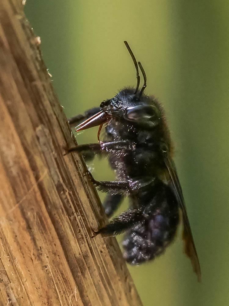 Xylocope irisé Xylocopa iris (Christ, 1791)