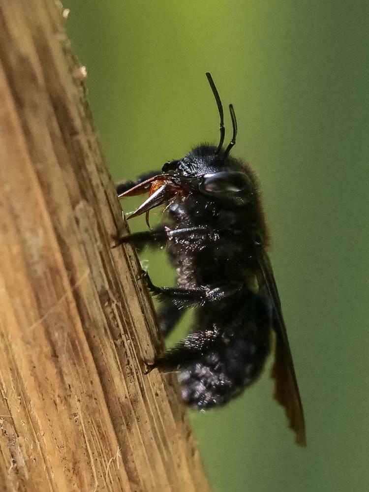 Xylocope irisé Xylocopa iris (Christ, 1791)