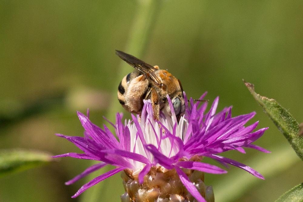  Tetraloniella graja (Eversmann, 1852)