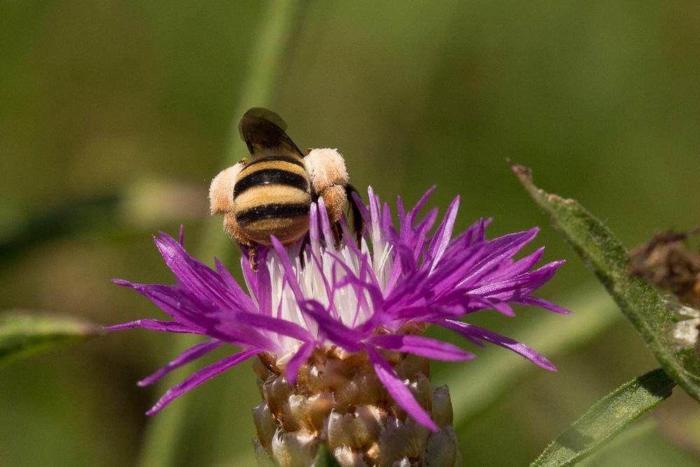 Le  Tetraloniella graja (Eversmann, 1852)