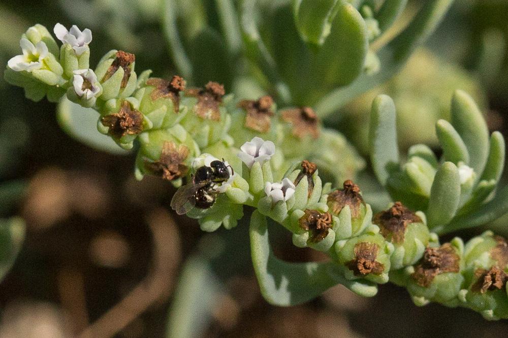 Ceratine naine Ceratina parvula Smith, 1854