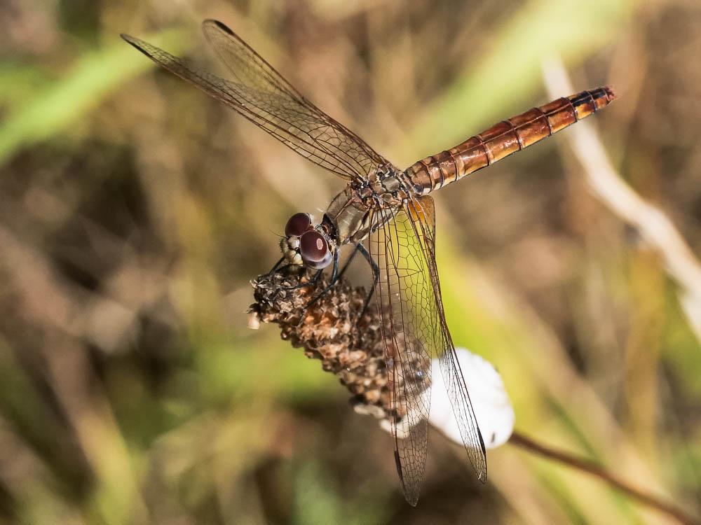 Crocothémis écarlate (Le) Crocothemis erythraea (Brullé, 1832)