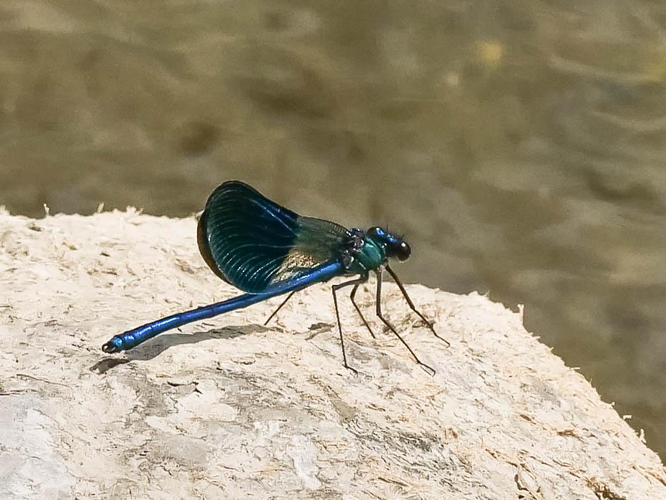 Le Caloptéryx occitan Calopteryx xanthostoma (Charpentier, 1825)