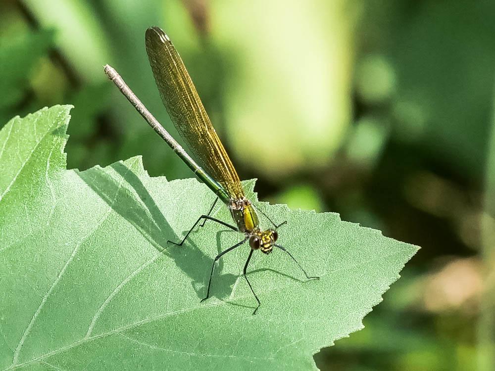 Le Caloptéryx occitan Calopteryx xanthostoma (Charpentier, 1825)