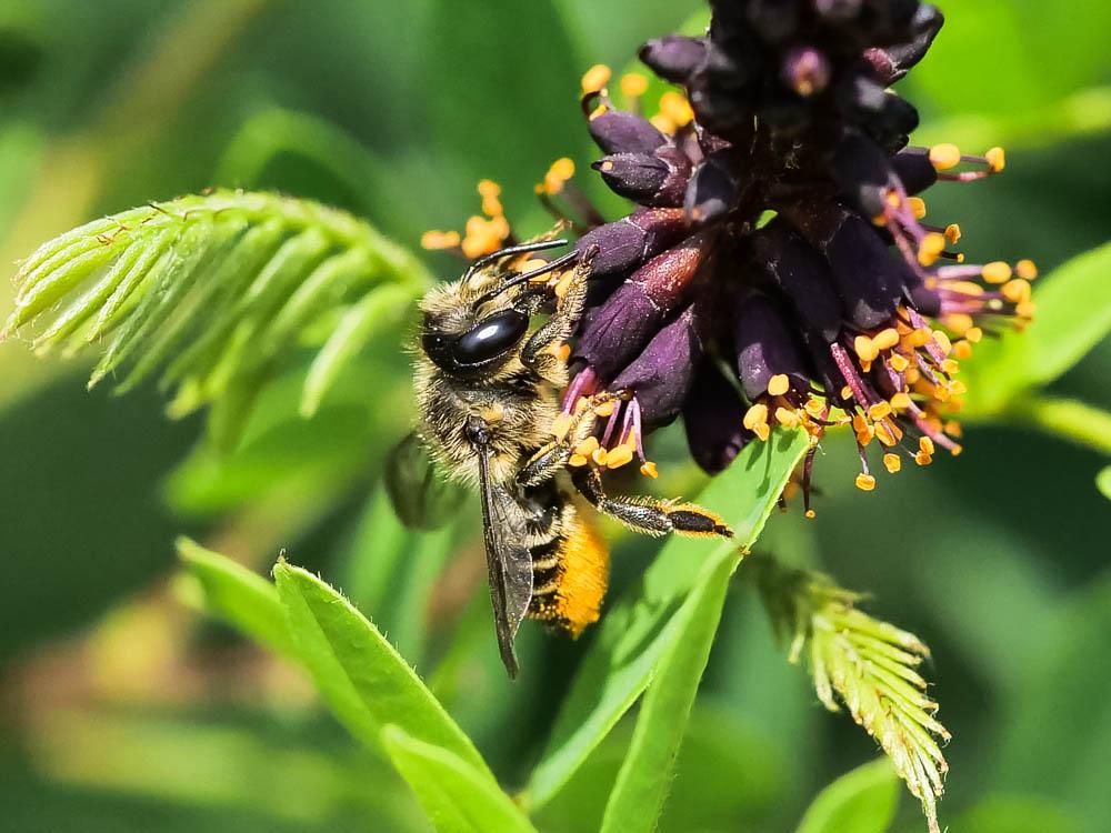 Mégachile du rosier, Abeille découpeuse Megachile centuncularis (Linnaeus, 1758)