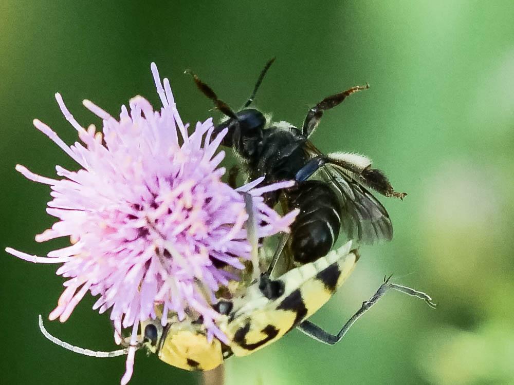 Le  Macropis europaea Warncke, 1973