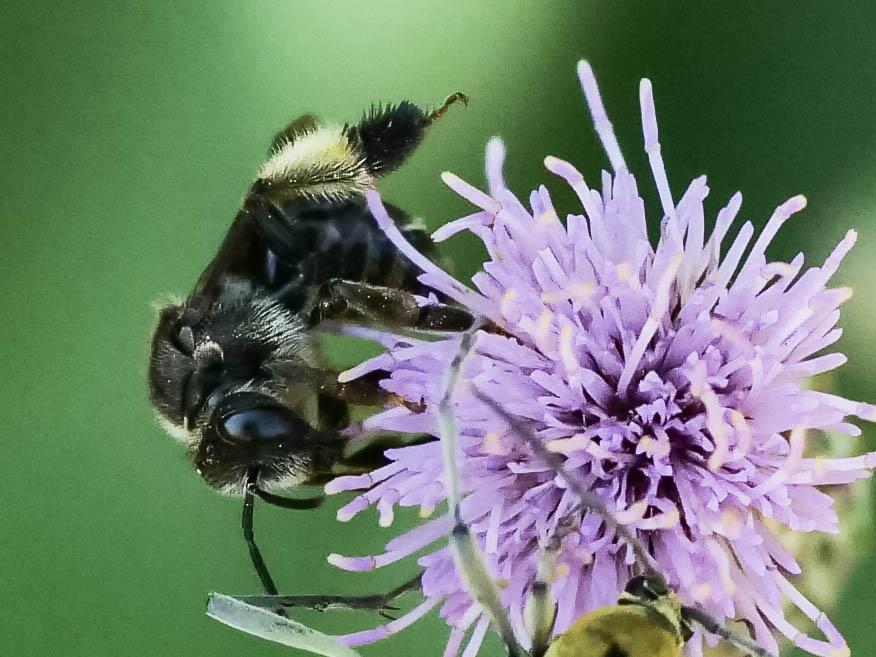  Macropis europaea Warncke, 1973