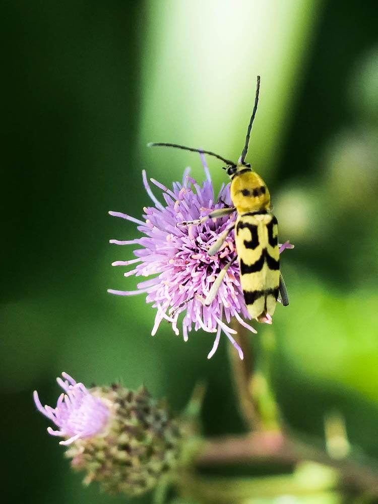 Clyte varié Chlorophorus varius (Müller, 1766)