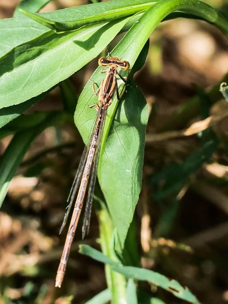 Le Agrion orangé Platycnemis acutipennis Selys, 1841