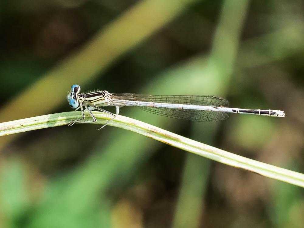 Le Agrion blanchâtre Platycnemis latipes Rambur, 1842