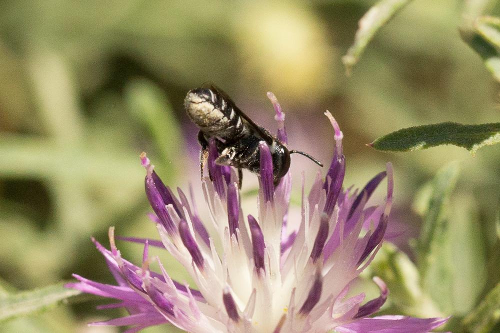 Le  sp. Osmia Panzer, 1806 sp.