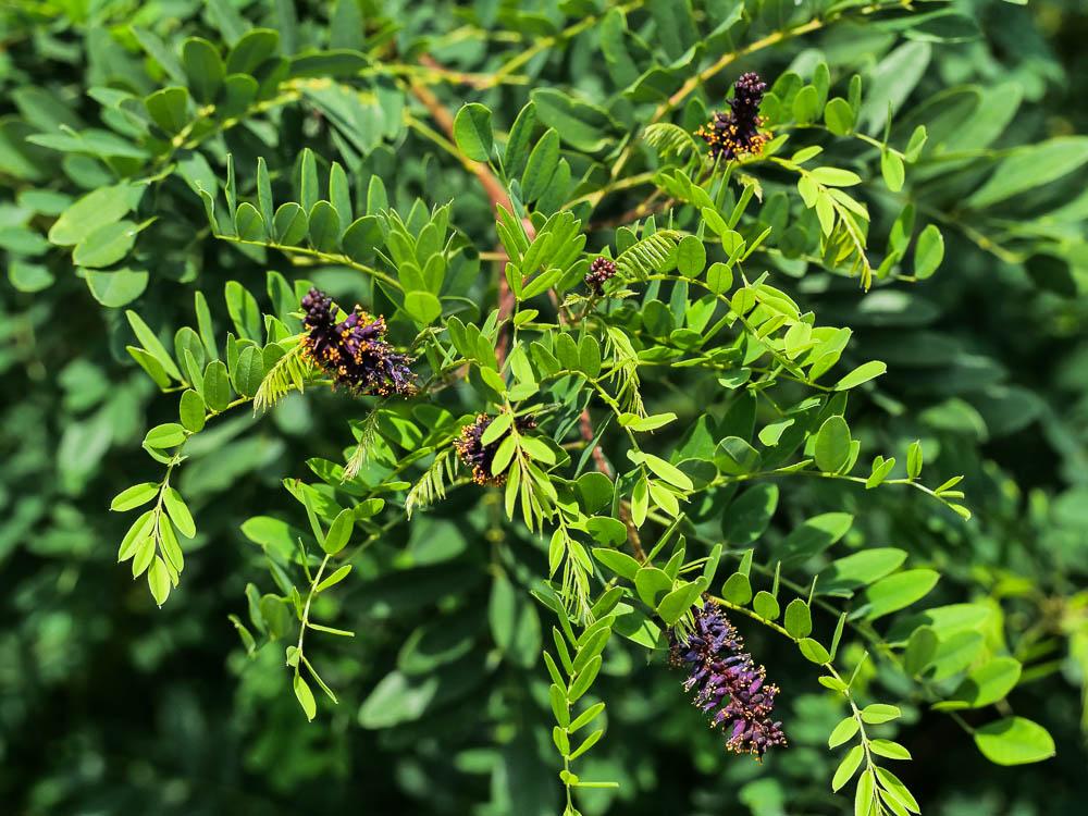 Indigo du Bush, Amorphe buissonnante Amorpha fruticosa L., 1753