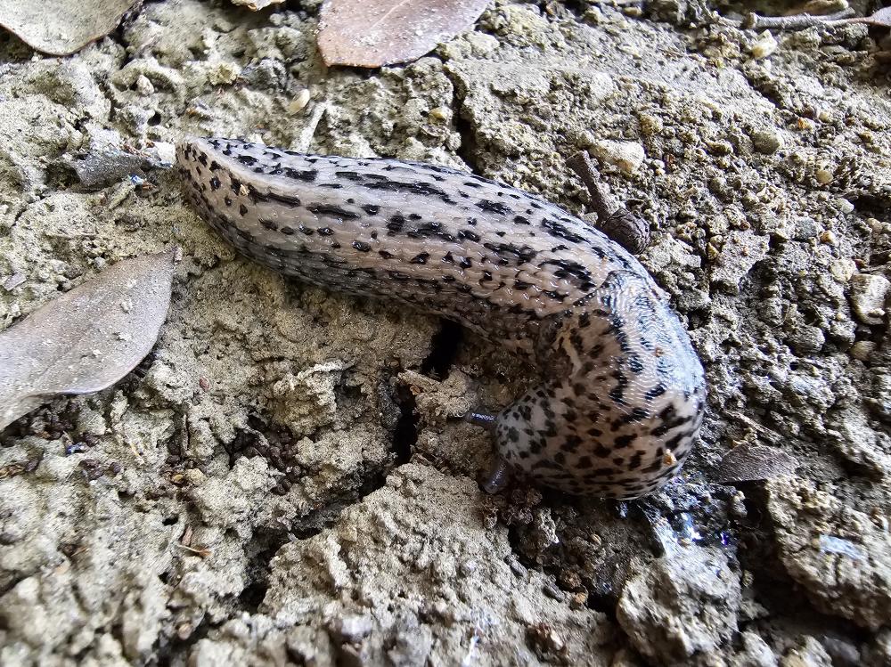 La Limace léopard Limax maximus Linnaeus, 1758