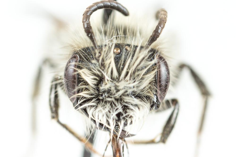  Andrena binominata Smith, 1853