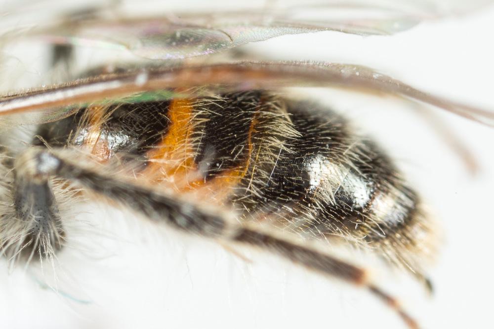  Andrena binominata Smith, 1853