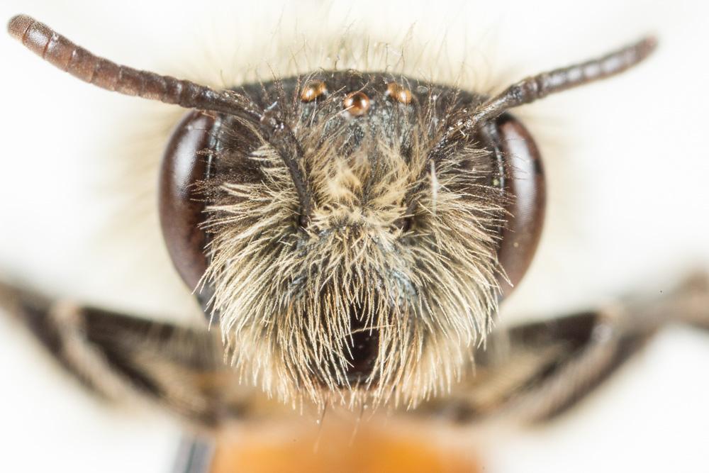  Andrena binominata Smith, 1853