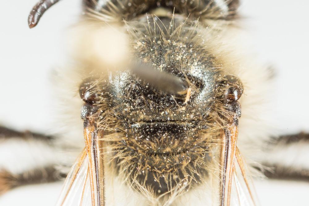  Andrena binominata Smith, 1853