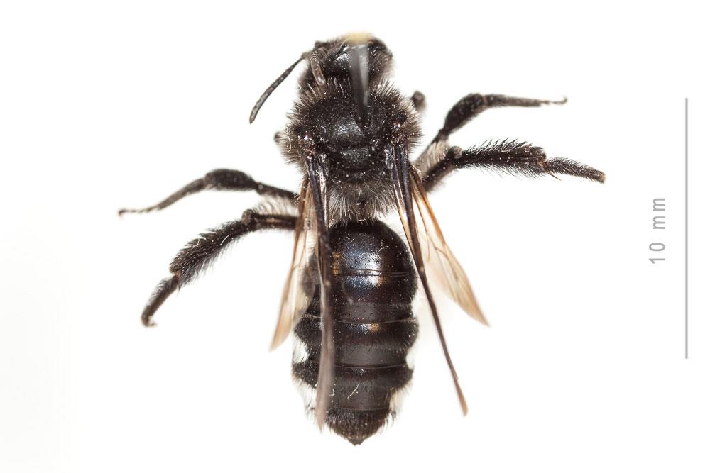  Andrena albopunctata (Rossi, 1792)