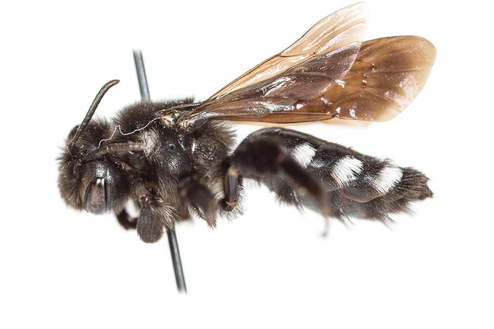 Le  Andrena albopunctata (Rossi, 1792)