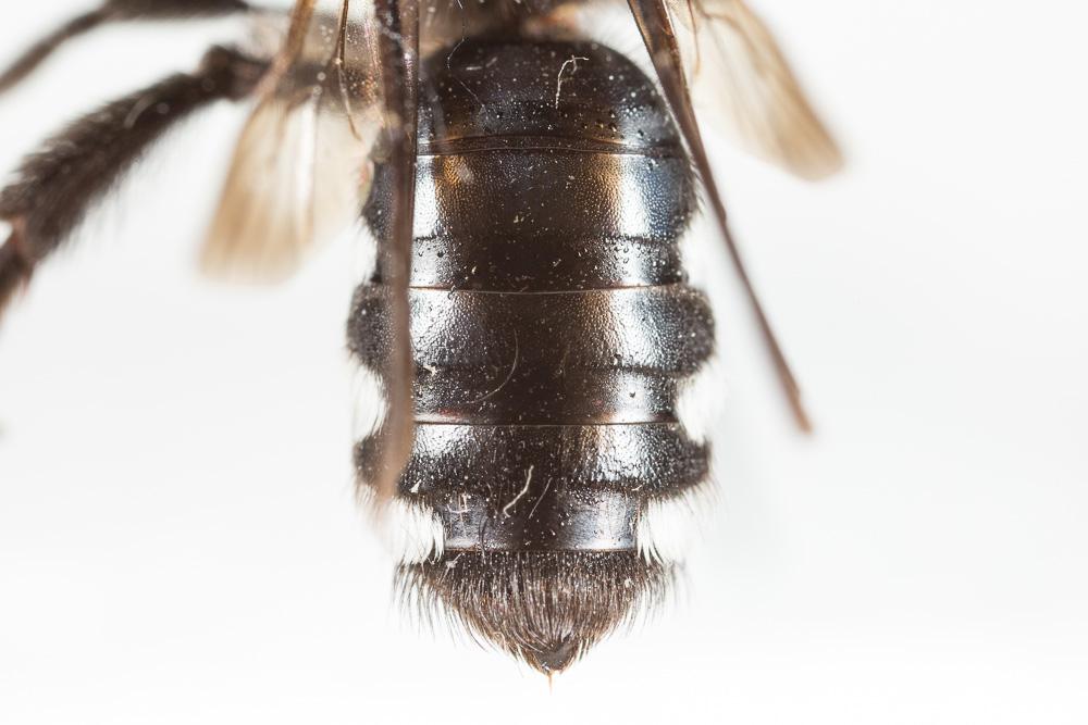  Andrena albopunctata (Rossi, 1792)