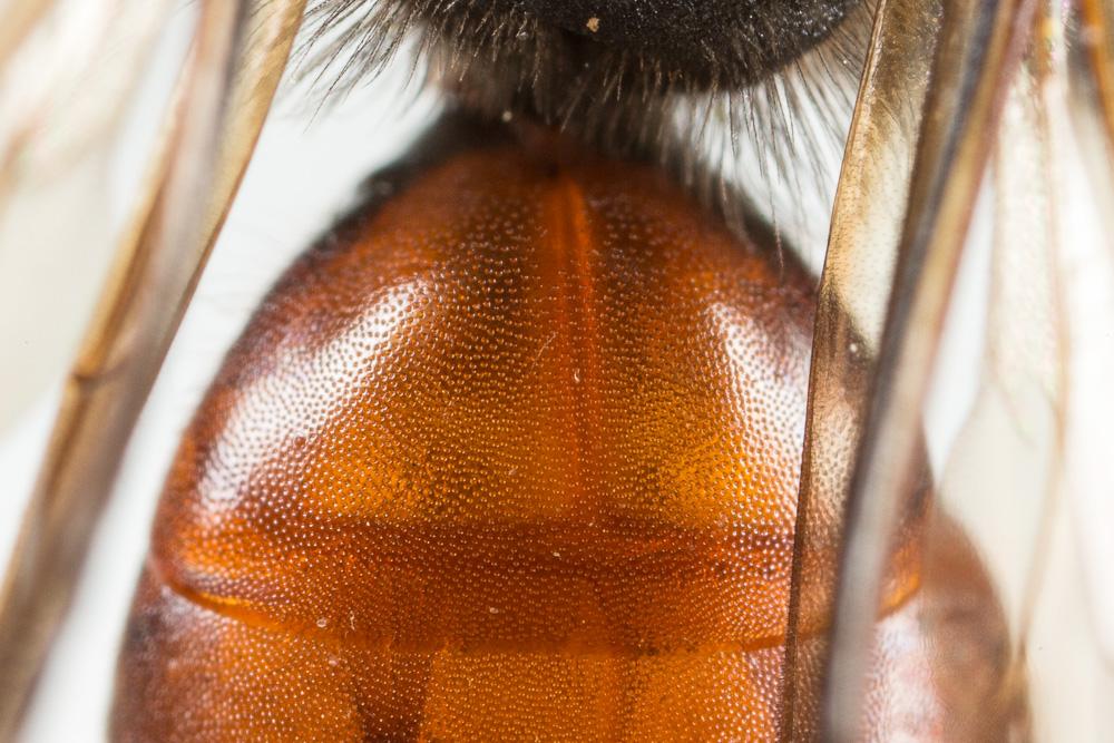 Le  Andrena sardoa Lepeletier, 1841