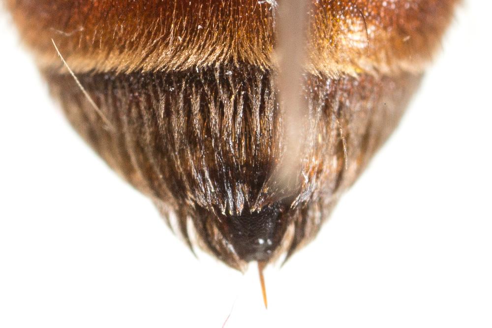  Andrena sardoa Lepeletier, 1841