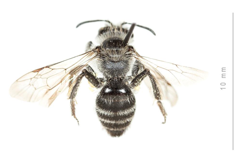  Andrena mucida Kriechbaumer, 1873