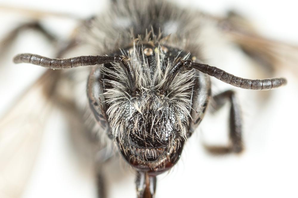 Le  Andrena mucida Kriechbaumer, 1873