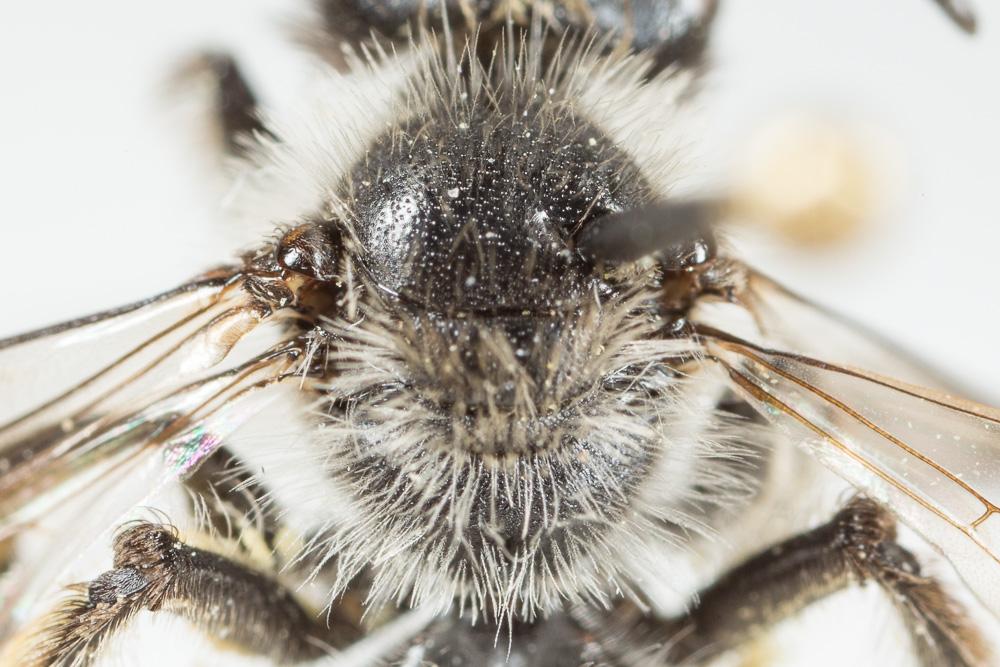 Le  Andrena mucida Kriechbaumer, 1873