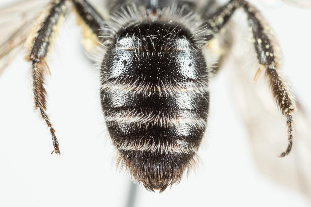 Le  Andrena mucida Kriechbaumer, 1873