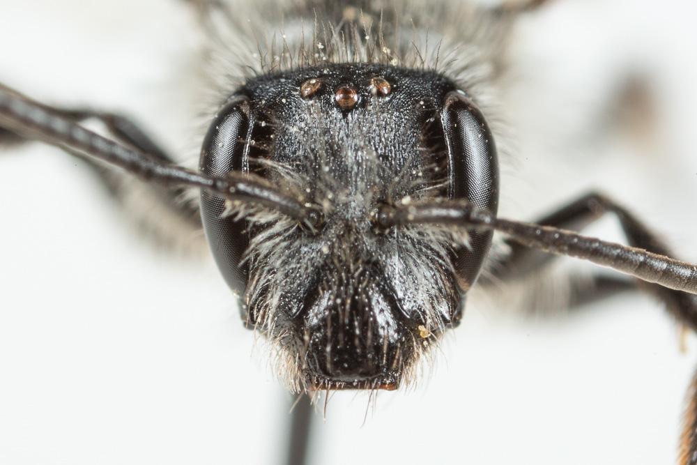  Andrena solenopalpa Benoist, 1945