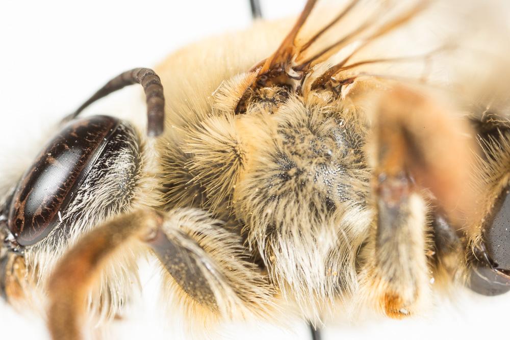 Le Eucère rousse Eucera rufa (Lepeletier, 1841)